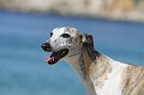 WHIPPET 238